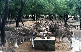 Deerpark at Ballavpur Deer Park Santiniketan