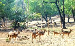 Ballavpur Forest