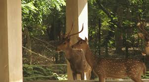  Deers at Ballavpur Wildlife Sanctuary