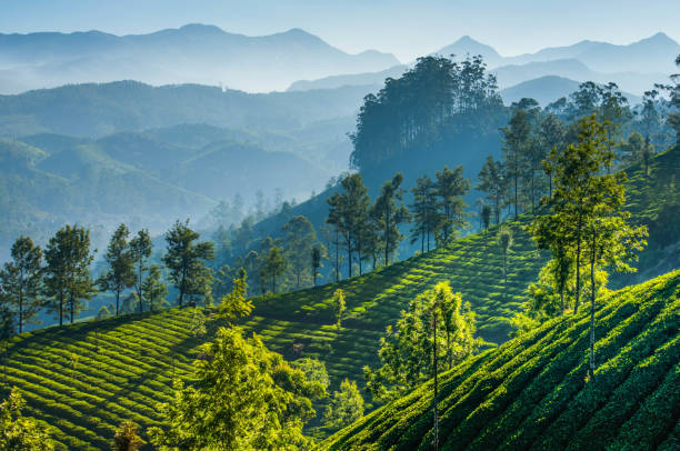 Darjeeling Scenery